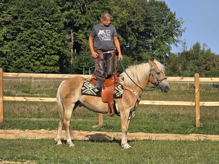 Haflinger / Avelignese Castrone 6 Anni 142 cm Sauro in Linkenbach