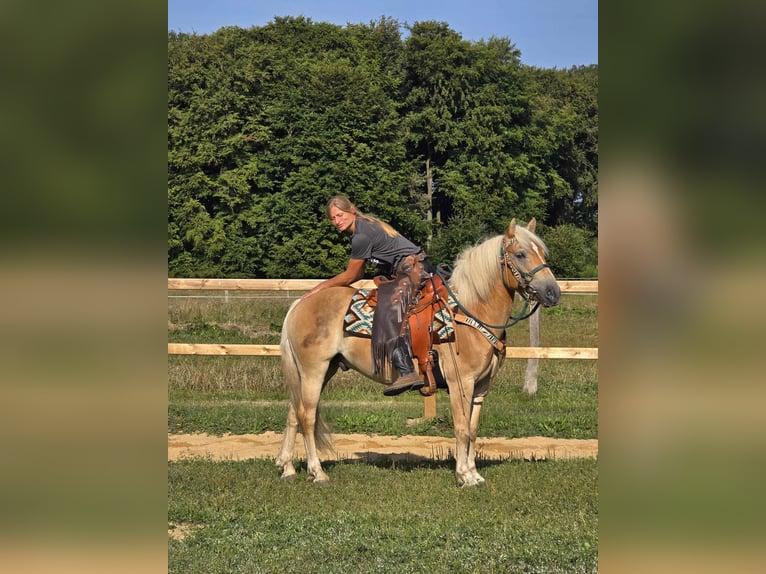 Haflinger / Avelignese Castrone 6 Anni 142 cm Sauro in Linkenbach