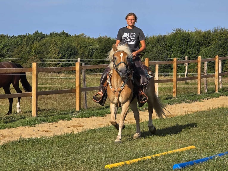 Haflinger / Avelignese Castrone 6 Anni 142 cm Sauro in Linkenbach