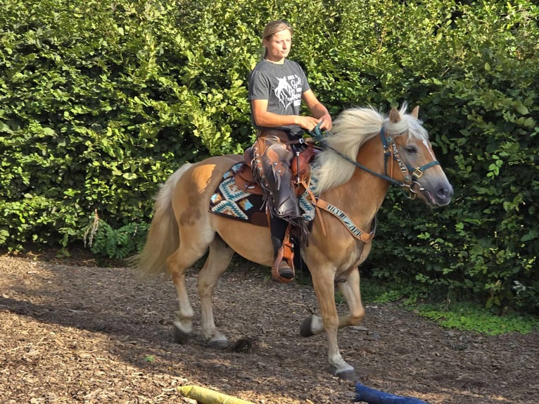 Haflinger / Avelignese Castrone 6 Anni 142 cm Sauro in Linkenbach