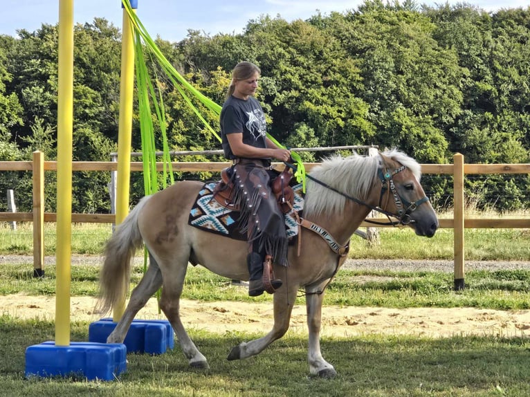 Haflinger / Avelignese Castrone 6 Anni 142 cm Sauro in Linkenbach