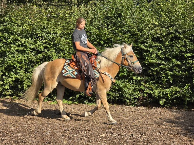 Haflinger / Avelignese Castrone 6 Anni 142 cm Sauro in Linkenbach