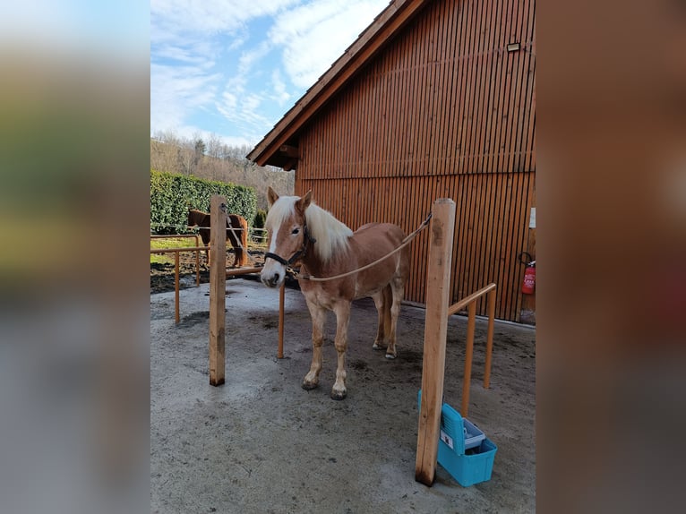 Haflinger / Avelignese Castrone 6 Anni 146 cm Sauro scuro in Sevnica