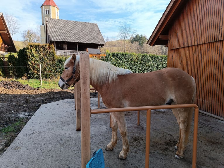 Haflinger / Avelignese Castrone 6 Anni 146 cm Sauro scuro in Sevnica