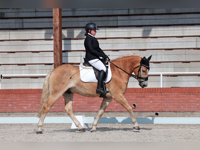 Haflinger / Avelignese Castrone 6 Anni 150 cm Palomino in Protivin