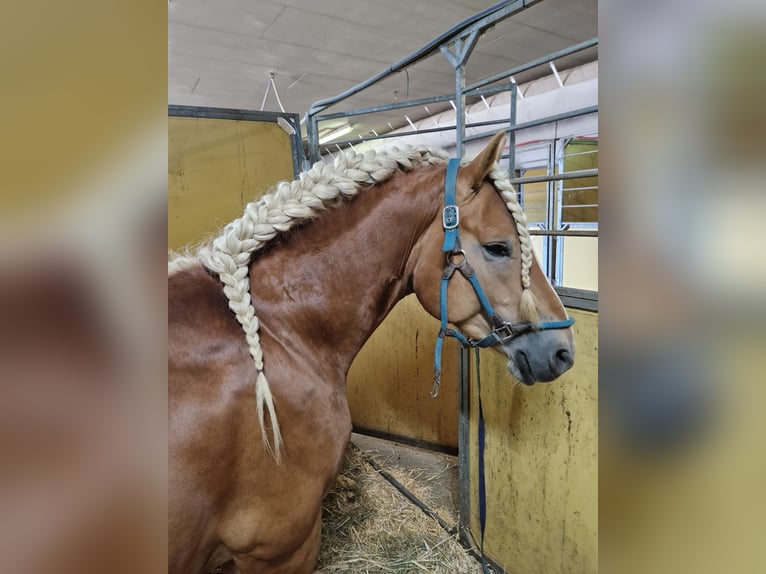 Haflinger / Avelignese Castrone 6 Anni 150 cm Sauro in Marktschellenberg