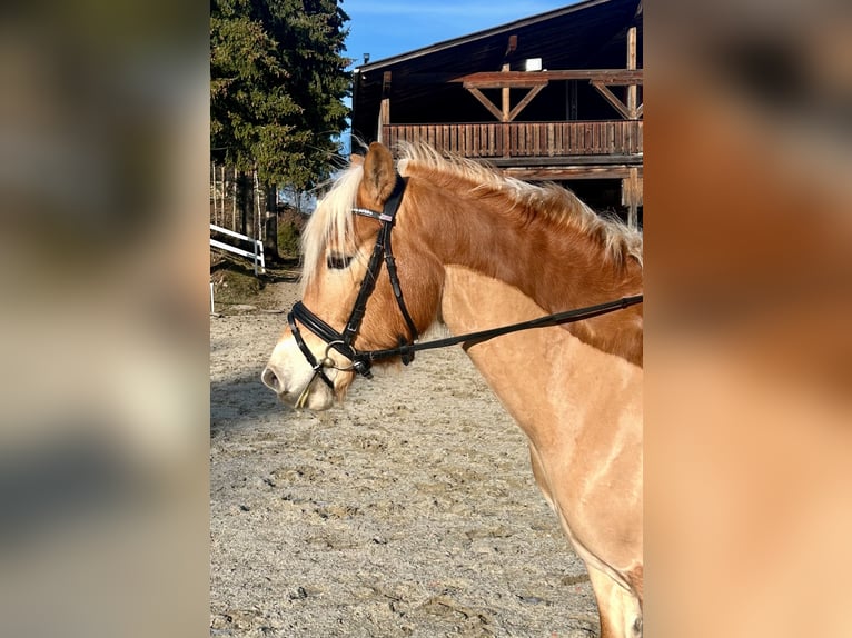 Haflinger / Avelignese Castrone 6 Anni 150 cm Sauro in Pelmberg