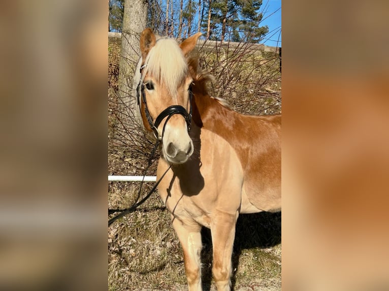 Haflinger / Avelignese Castrone 6 Anni 150 cm Sauro in Pelmberg