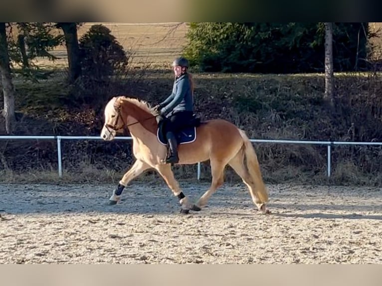 Haflinger / Avelignese Castrone 6 Anni 150 cm Sauro in Pelmberg