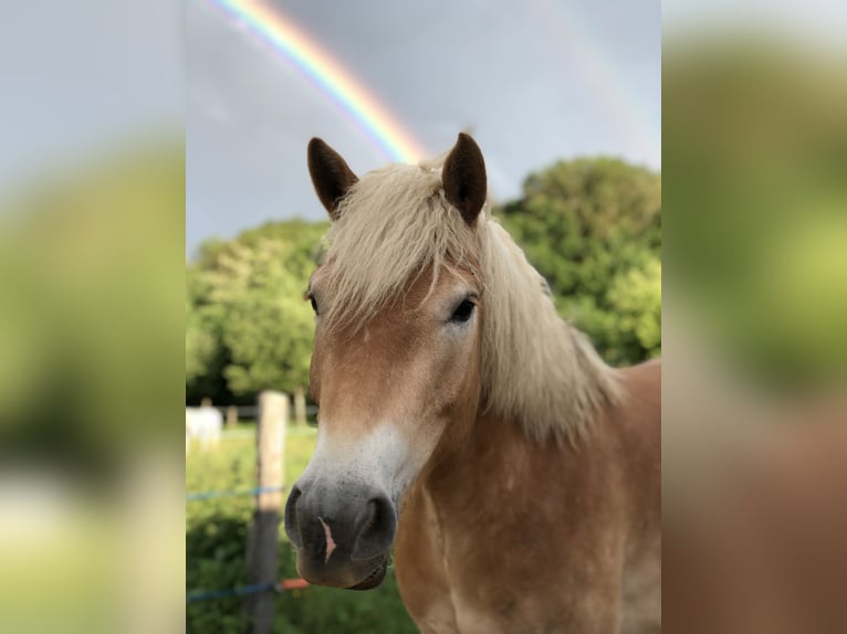 Haflinger / Avelignese Castrone 6 Anni 150 cm Sauro ciliegia in Lure