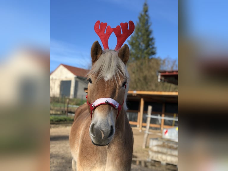 Haflinger / Avelignese Castrone 6 Anni 150 cm Sauro ciliegia in Lure