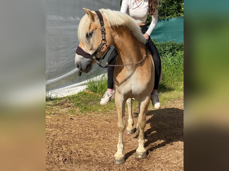 Haflinger / Avelignese Castrone 6 Anni 152 cm Sauro in Wien