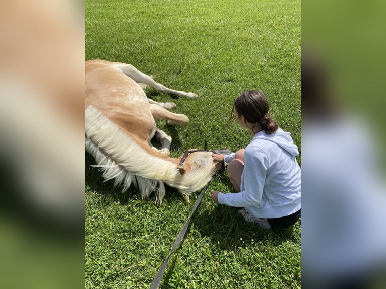 Haflinger / Avelignese Castrone 6 Anni 152 cm Sauro in Wien