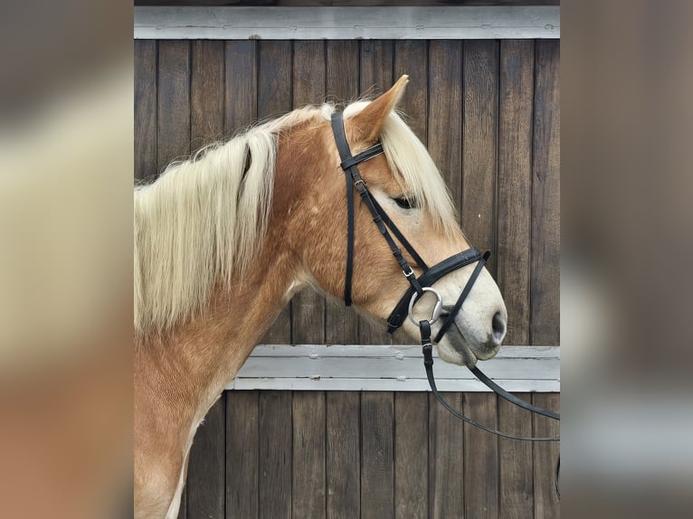 Haflinger / Avelignese Castrone 6 Anni 153 cm Sauro in Mülheim an der Ruhr