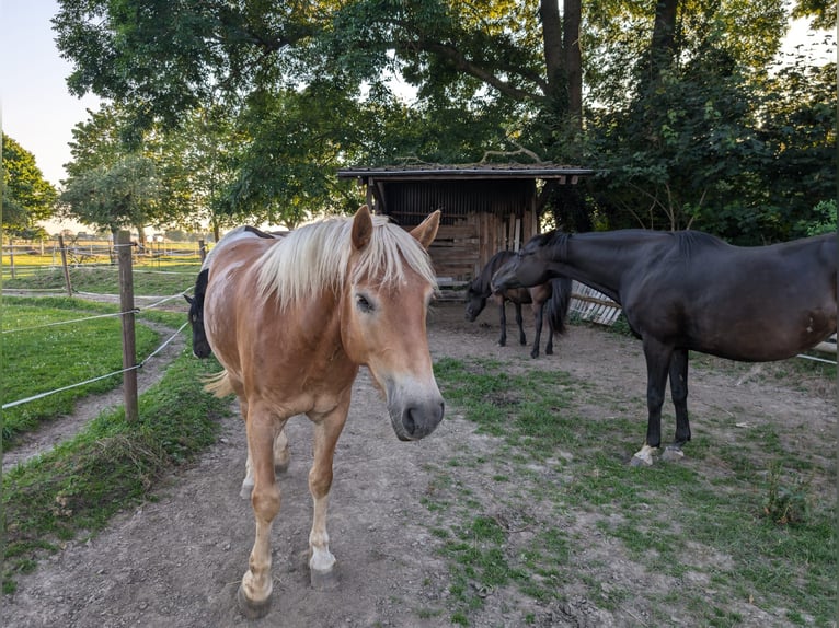 Haflinger / Avelignese Castrone 6 Anni 155 cm Falbo in Nörvenich