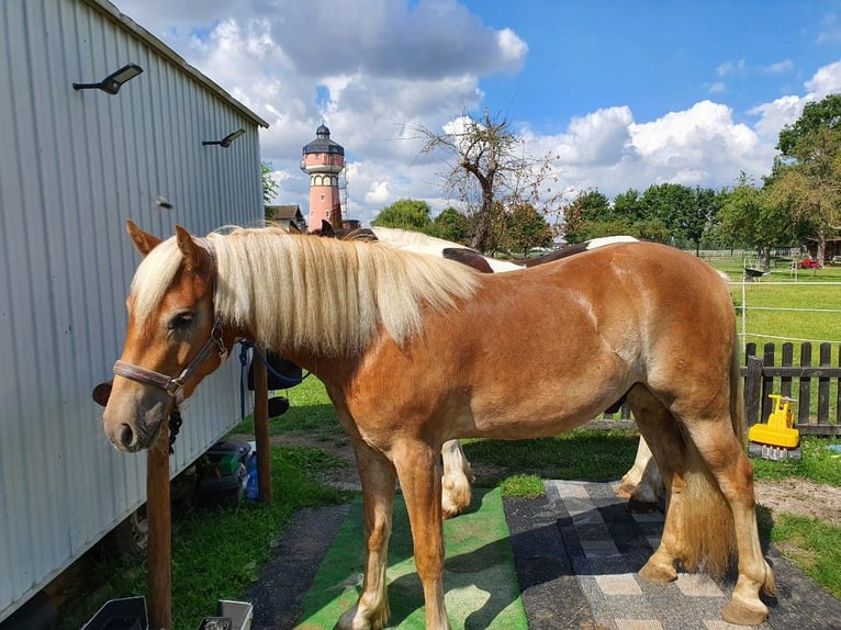 Haflinger / Avelignese Castrone 6 Anni 155 cm Falbo in Nörvenich