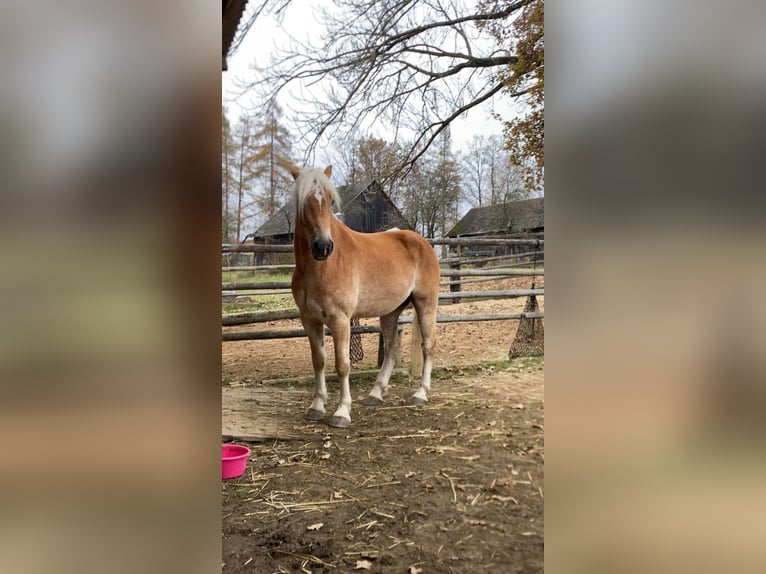 Haflinger / Avelignese Castrone 6 Anni 158 cm Sauro in Großtaxen