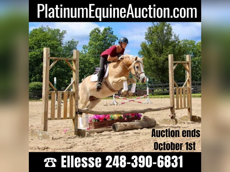 Haflinger / Avelignese Castrone 6 Anni Palomino in Highland MI