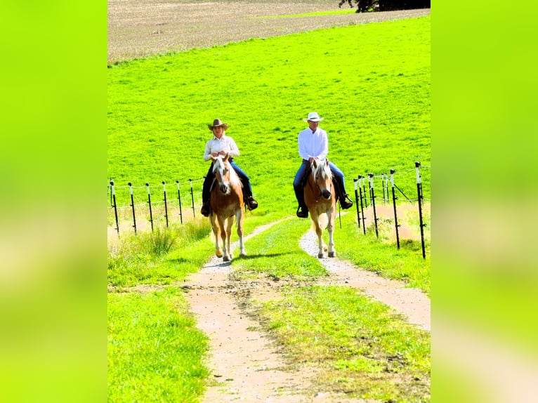 Haflinger / Avelignese Castrone 7 Anni 150 cm Sauro in Kaprun