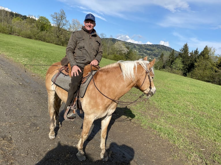 Haflinger / Avelignese Castrone 7 Anni 150 cm Sauro in Kaprun