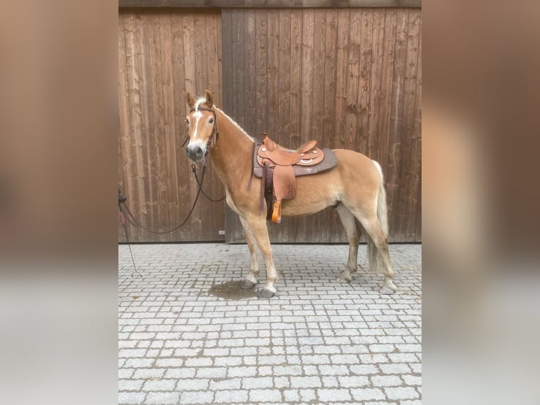 Haflinger / Avelignese Castrone 7 Anni 150 cm Sauro in Kaprun