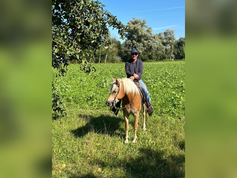 Haflinger / Avelignese Castrone 7 Anni 153 cm Sauro in Kaprun