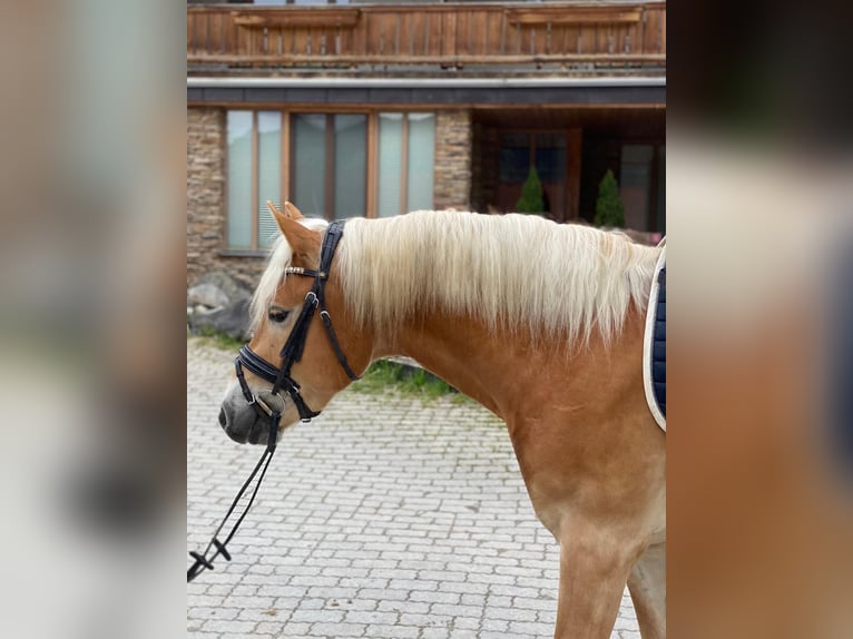 Haflinger / Avelignese Castrone 7 Anni 153 cm Sauro in Kaprun