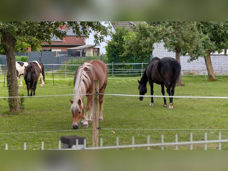 Haflinger / Avelignese Castrone 7 Anni 155 cm Falbo in Nörvenich