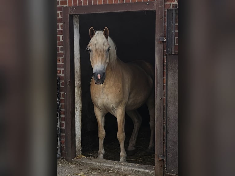 Haflinger / Avelignese Castrone 7 Anni 163 cm Sauro in Telgte