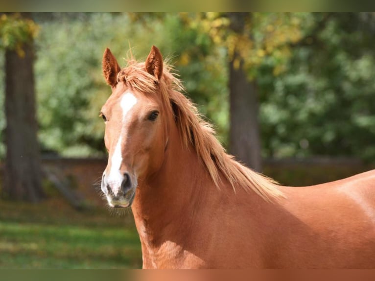 Haflinger / Avelignese Castrone 7 Anni in Van Horne IA