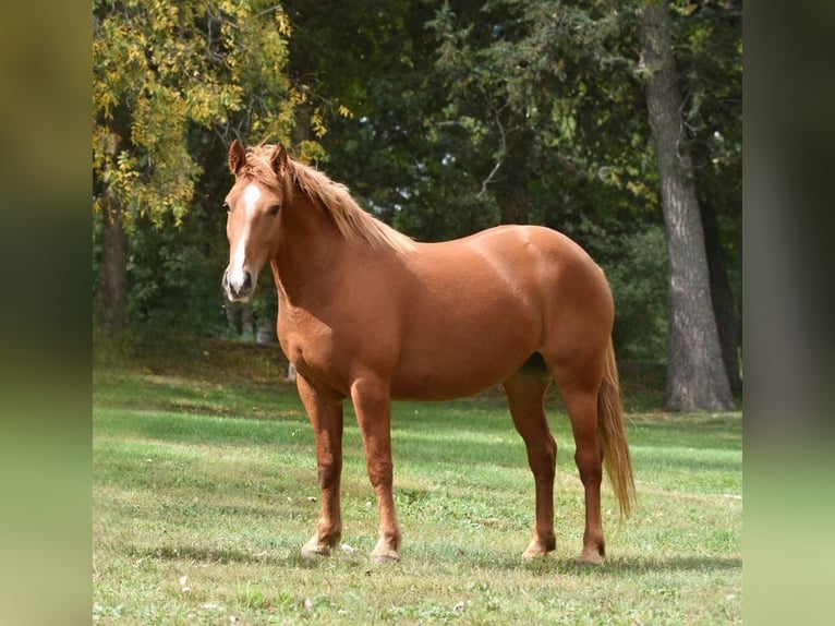 Haflinger / Avelignese Castrone 7 Anni Sauro ciliegia in Van Horne IA