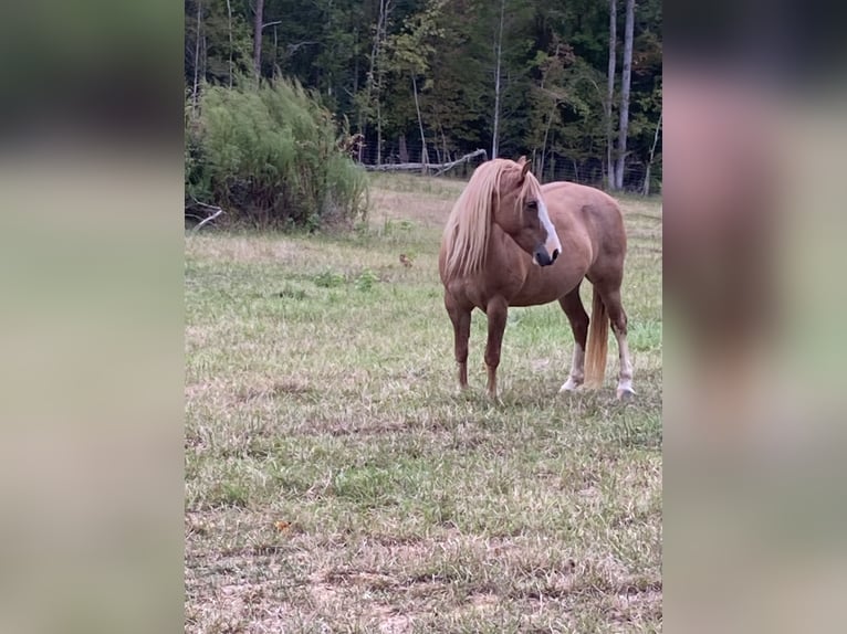 Haflinger / Avelignese Castrone 8 Anni 142 cm Palomino in Ramseur