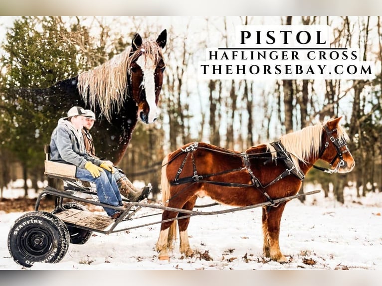 Haflinger / Avelignese Castrone 8 Anni 142 cm Sauro ciliegia in Willow Springs, MO