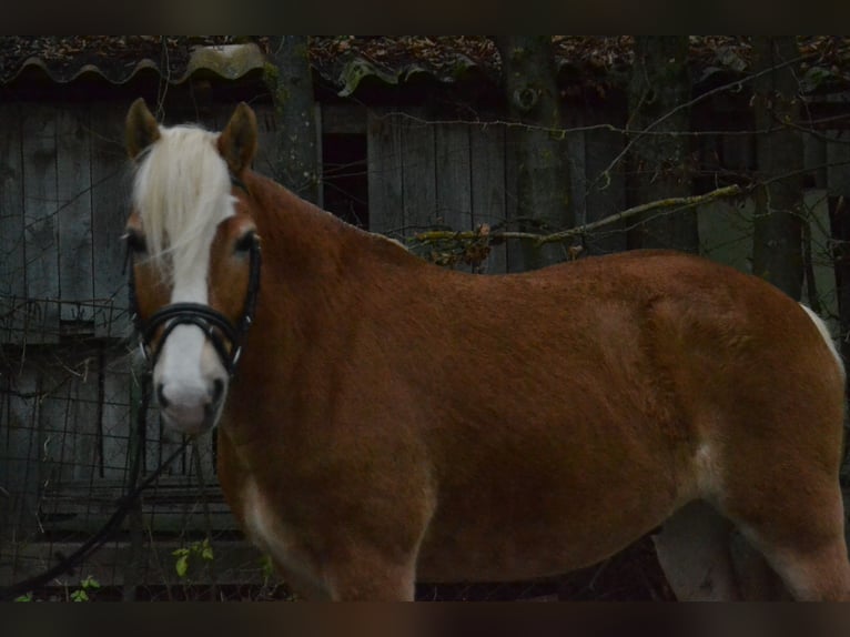 Haflinger / Avelignese Castrone 8 Anni 143 cm Sauro in Würzburg