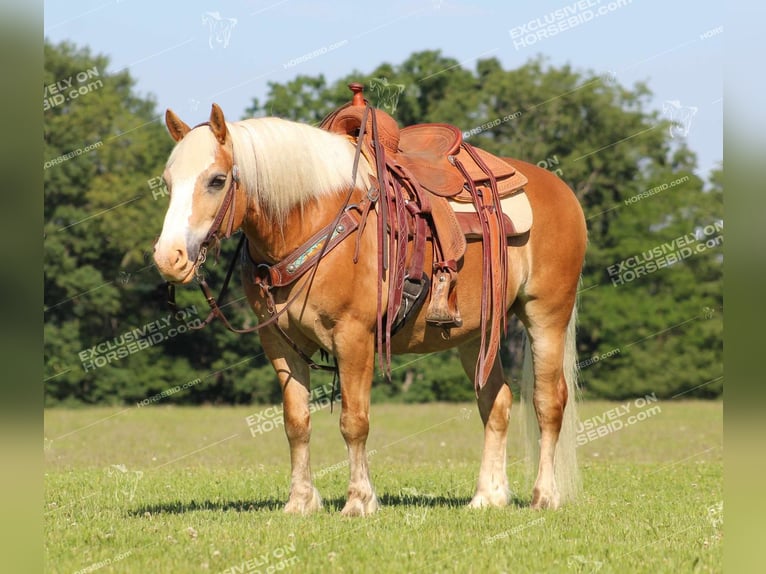 Haflinger / Avelignese Castrone 8 Anni 145 cm Palomino in Shippenville, PA