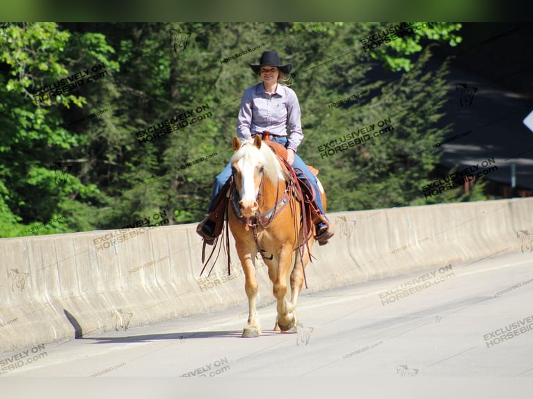 Haflinger / Avelignese Castrone 8 Anni 145 cm Palomino in Shippenville, PA