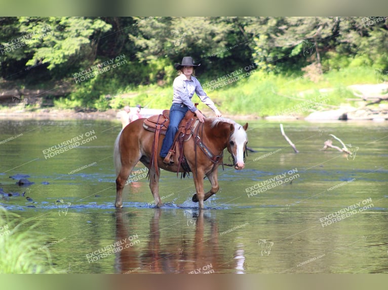 Haflinger / Avelignese Castrone 8 Anni 145 cm Palomino in Shippenville, PA