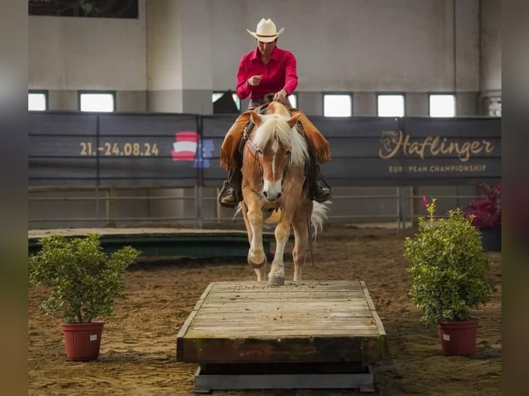 Haflinger / Avelignese Castrone 8 Anni 148 cm Sauro in Eppan an der Weinstraße