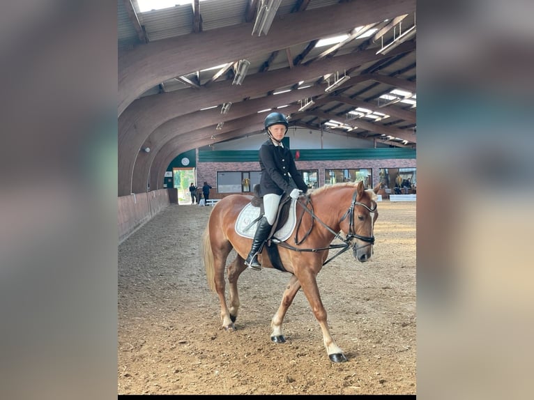 Haflinger / Avelignese Mix Castrone 8 Anni 148 cm Sauro scuro in Duderstadt