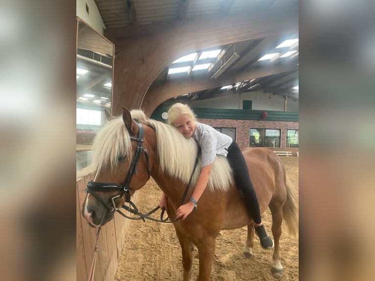 Haflinger / Avelignese Mix Castrone 8 Anni 148 cm Sauro scuro in Duderstadt