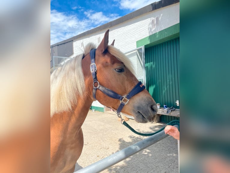 Haflinger / Avelignese Mix Castrone 8 Anni 148 cm Sauro scuro in Duderstadt