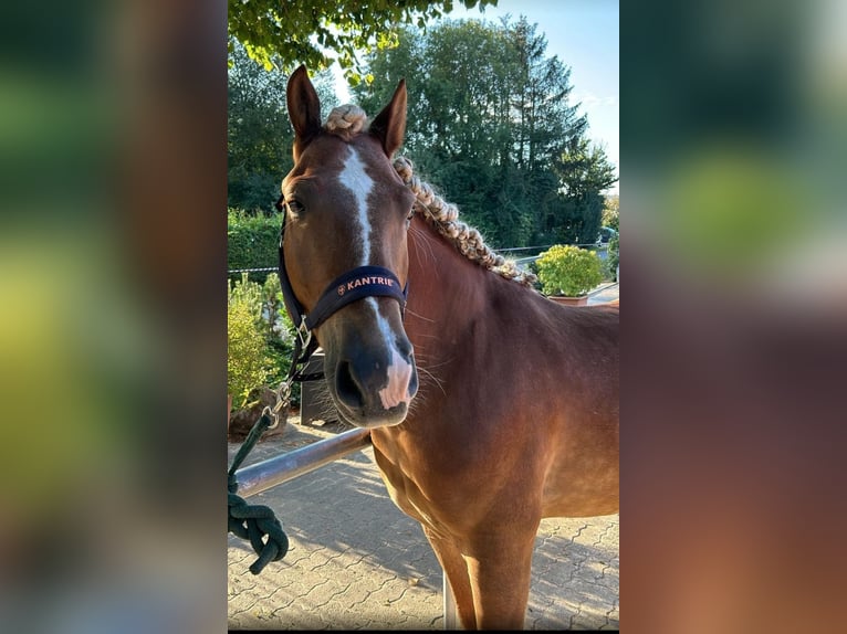 Haflinger / Avelignese Mix Castrone 8 Anni 148 cm Sauro scuro in Duderstadt