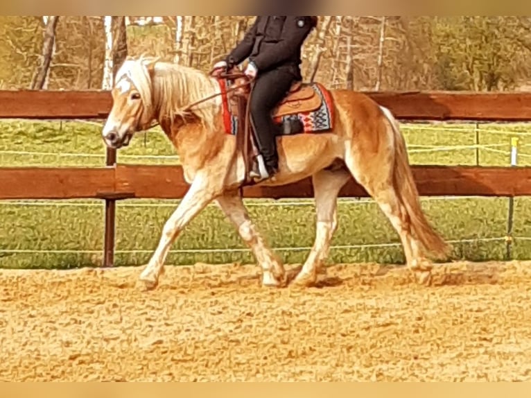 Haflinger / Avelignese Castrone 8 Anni 156 cm in Ottenhofen