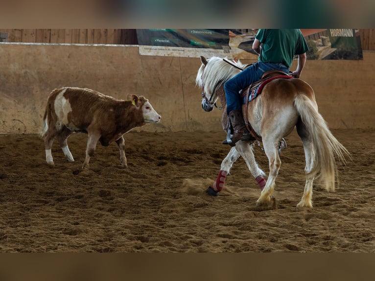 Haflinger / Avelignese Castrone 8 Anni 156 cm in Ottenhofen