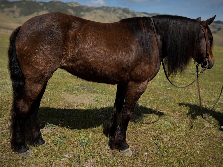 Haflinger / Avelignese Castrone 8 Anni Baio ciliegia in Bitterwater, CA