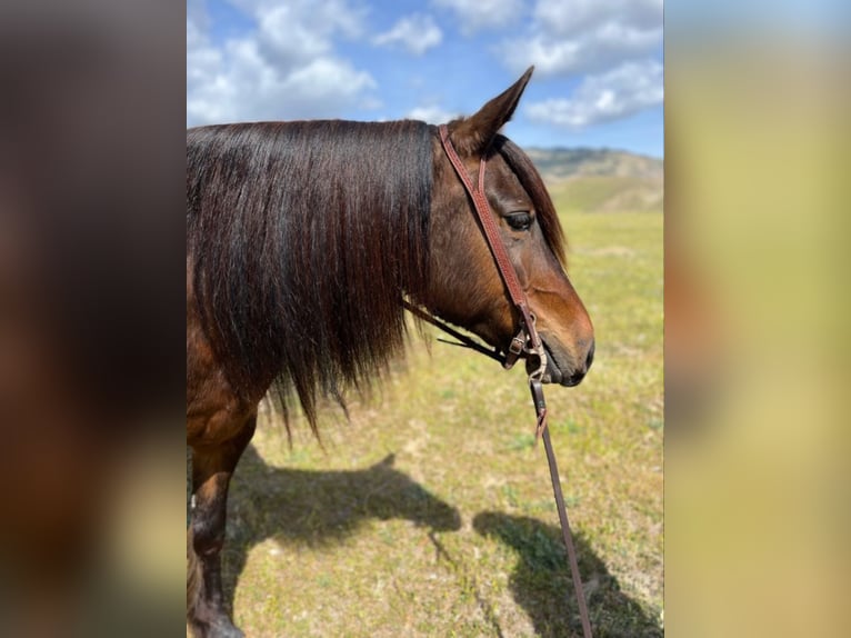 Haflinger / Avelignese Castrone 8 Anni Baio ciliegia in Bitterwater, CA