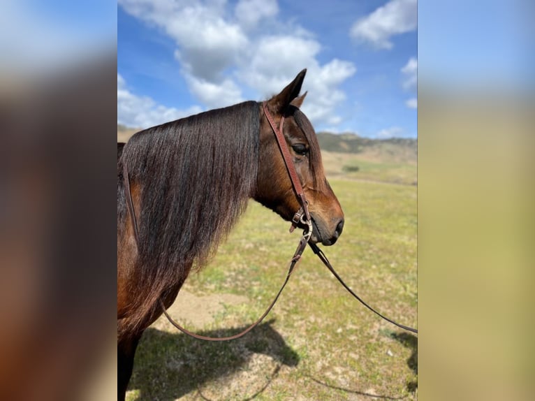 Haflinger / Avelignese Castrone 8 Anni Baio ciliegia in Bitterwater, CA