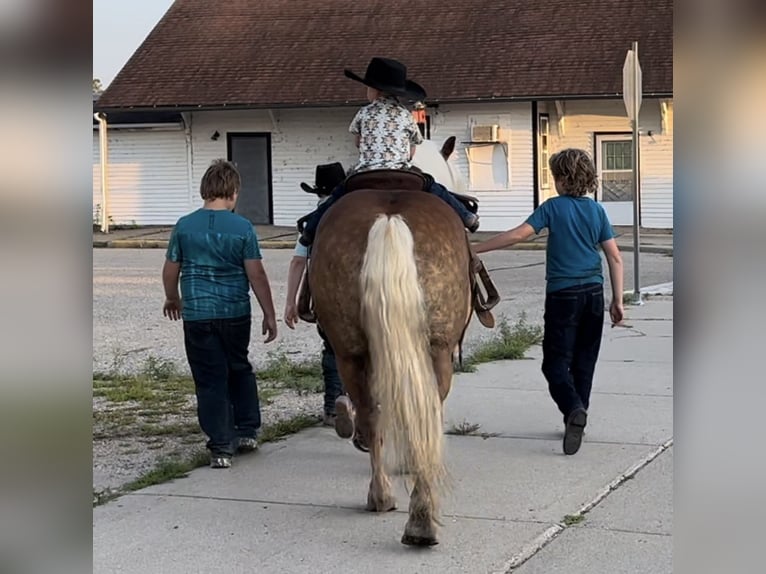 Haflinger / Avelignese Castrone 9 Anni 137 cm in Fergus Falls, MN