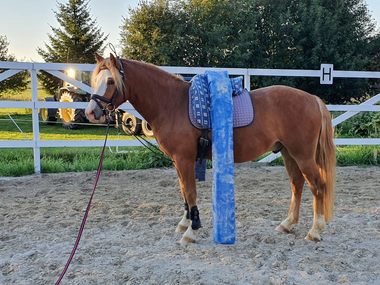 Haflinger / Avelignese Mix Castrone 9 Anni 145 cm Falbo in Königsfeld im Schwarzwald