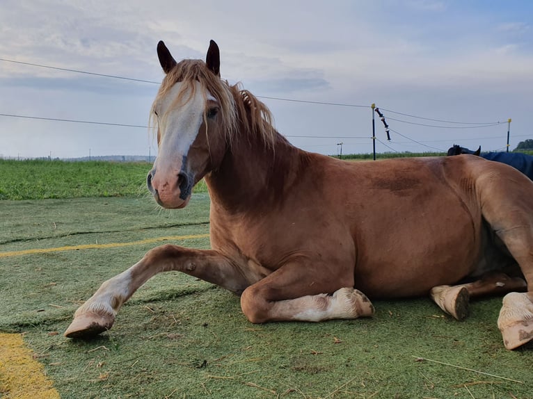 Haflinger / Avelignese Mix Castrone 9 Anni 145 cm Falbo in Königsfeld im Schwarzwald